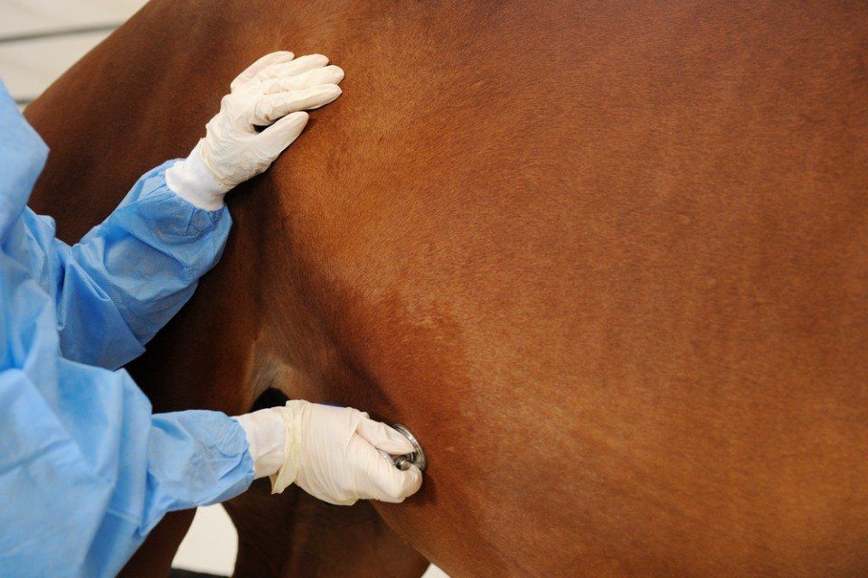 horse examination