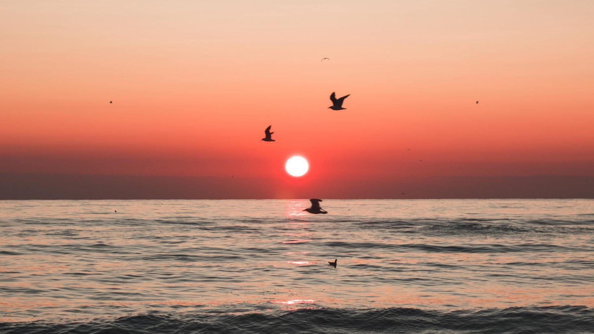 Un gruppo di uccelli sorvola l'oceano al tramonto.