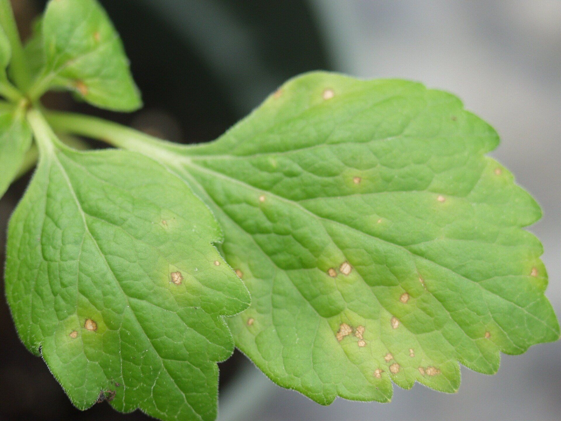 Pachysandra Leaf Spot