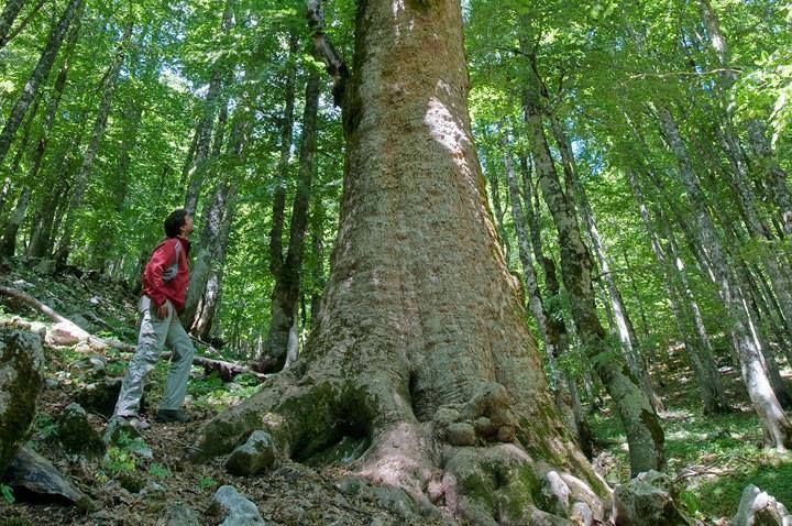 ALBERGO PENSIONE PAOLA Pescasseroli (AQ)