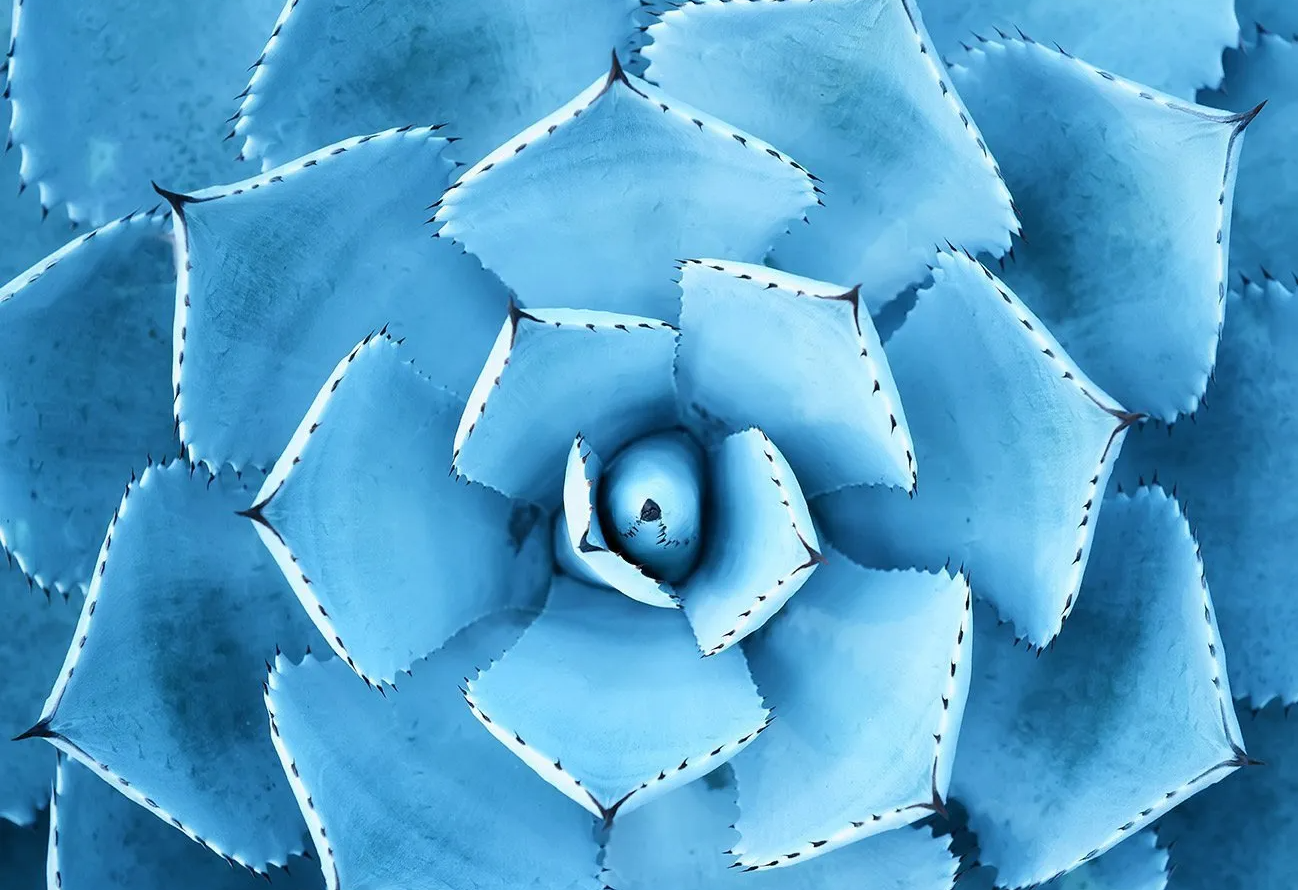 A close up of a blue flower with a white center