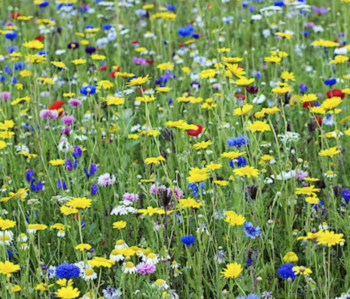 Photo of yellow, read and blue meadow flowers