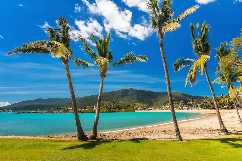 A Tropical Beach With Palm Trees And Mountains — ViperVac Solutions PTY LTD in Airlie Beach, QLD