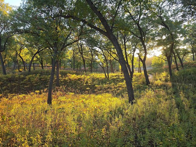 Sunlit forest scene with trees, tall grass, and warm golden light.