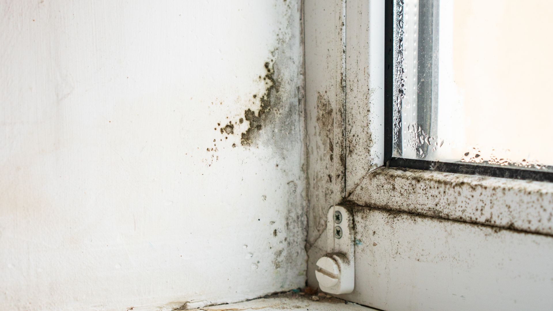 A corner of a window with mold growing on it.