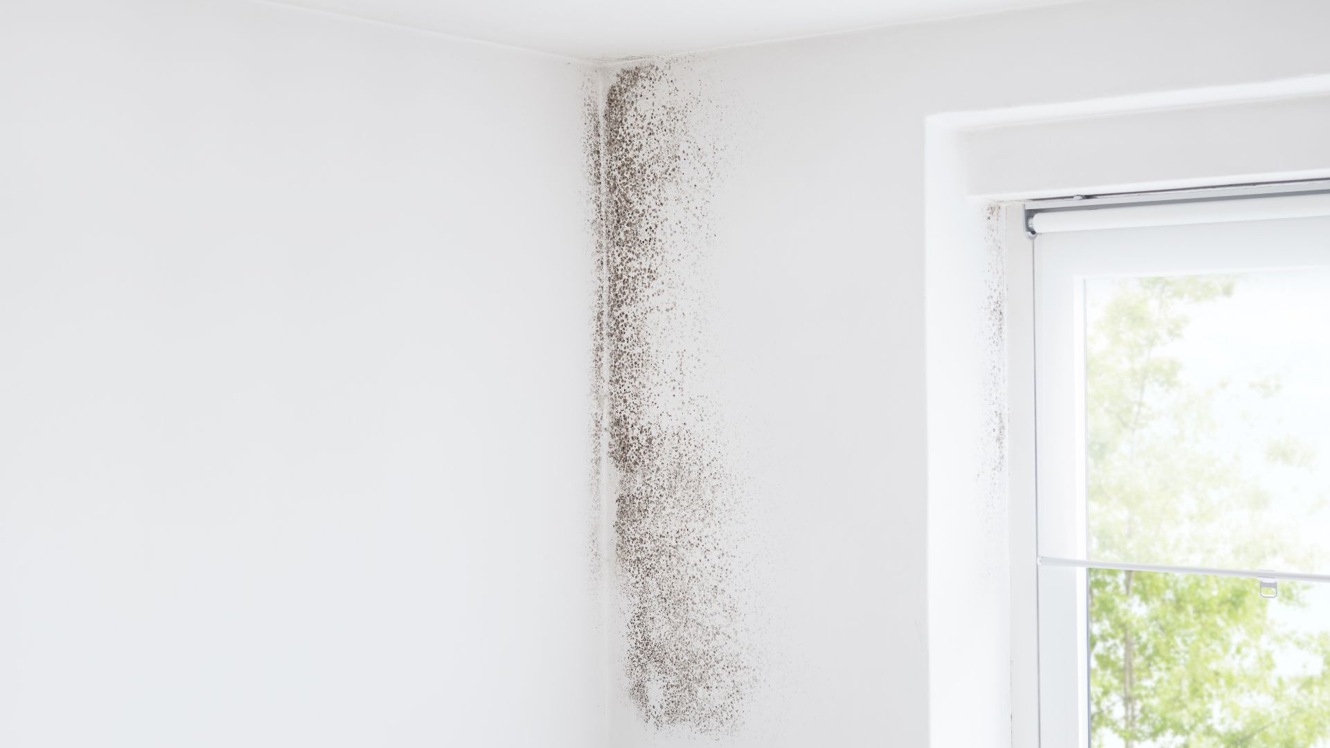 A white wall with black mold growing on it next to a window.