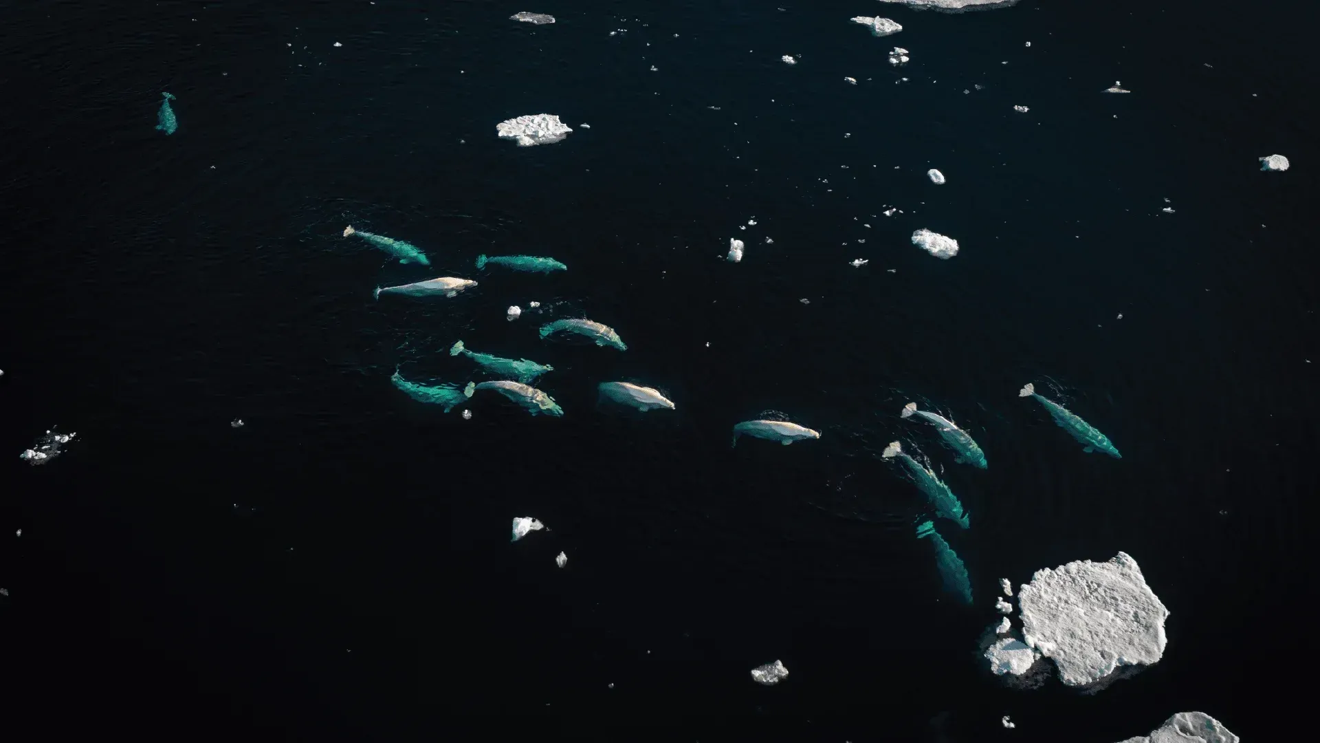 SH Diana 郵輪自由行11天－北極深度巡禮：挪威斯瓦爾巴的秘境風華