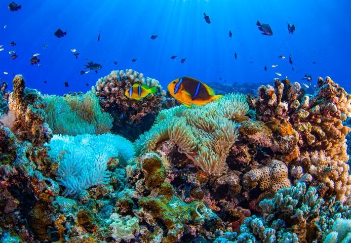 Silver Whisper  郵輪團體行15天－深入玻里尼西亞 探訪雙環礁的純淨天堂