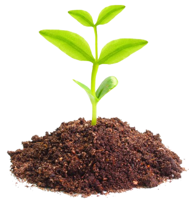 A small green seedling growing out of a pile of dark brown soil.