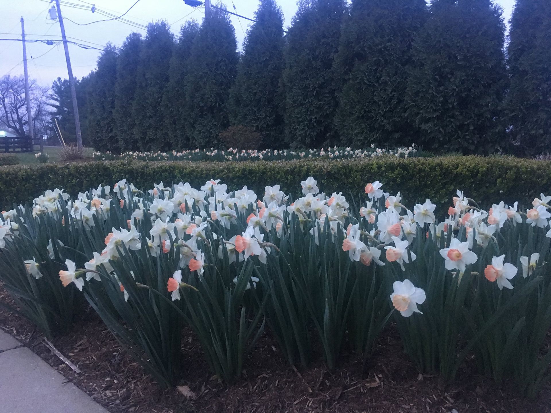 A small bulldozer is digging a hole in the grass in front of a brick house.