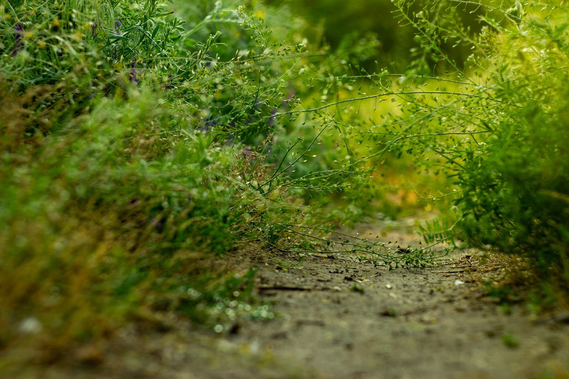 A dirt path winds through lush, green overgrown vegetation; a sunny, bright opening ahead.