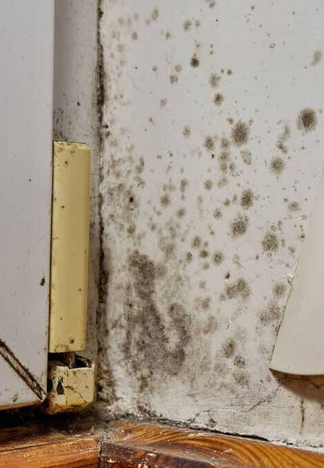 Mold growth on a wall in a corner. The wall is white with patches of dark mold and a wooden floor below.