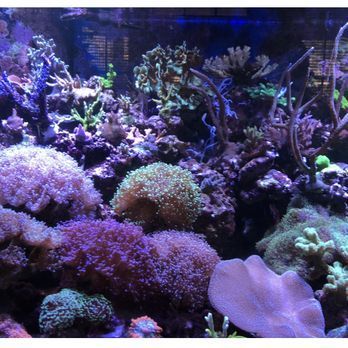 A coral reef with purple and green corals