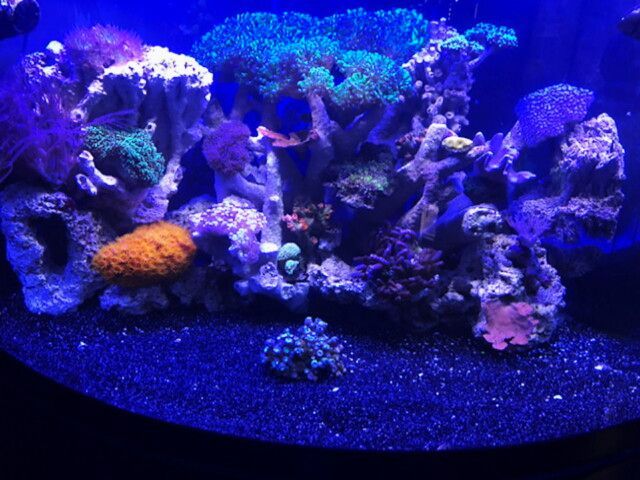 A large aquarium filled with lots of corals and fish
