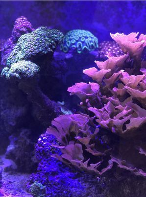 A coral reef with purple corals and green corals