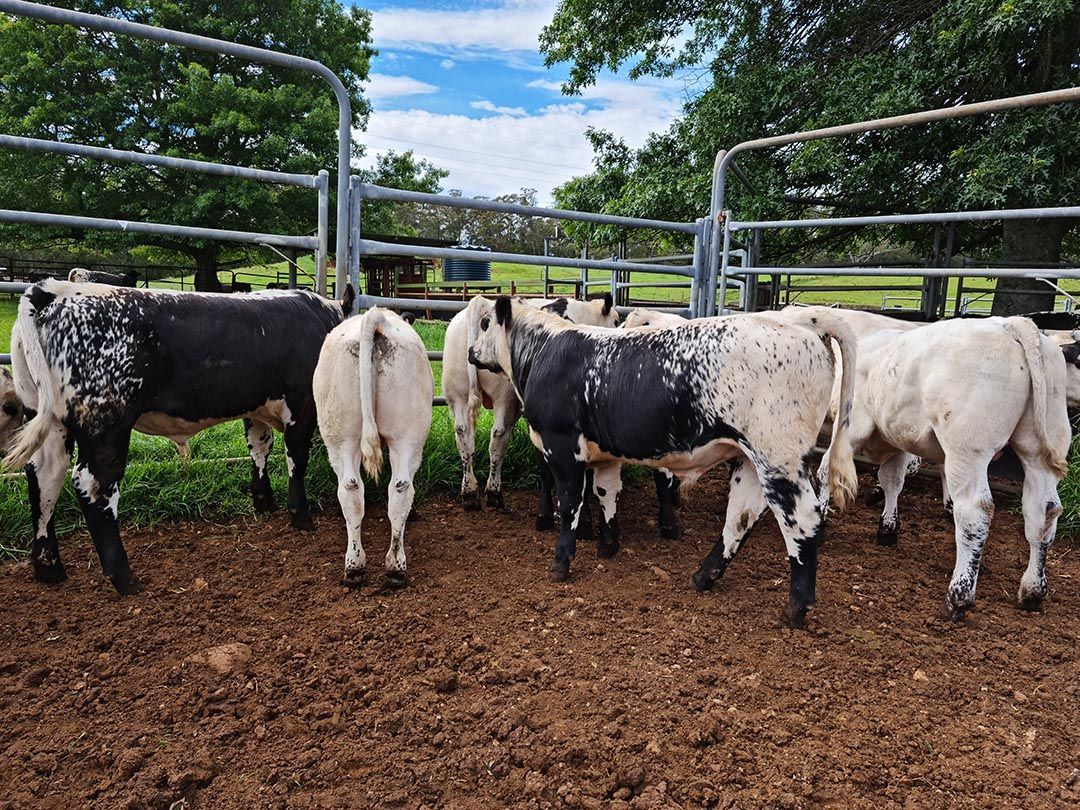 alinjarra speckle park