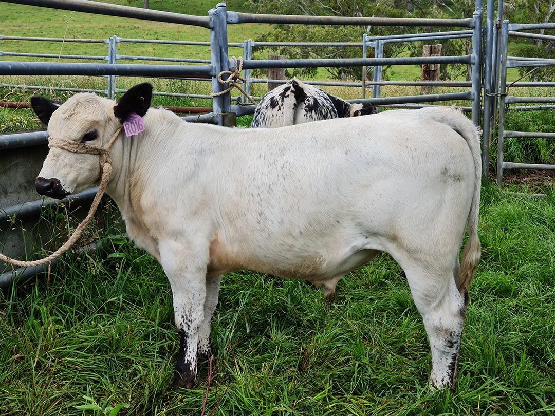 alinjarra speckle park