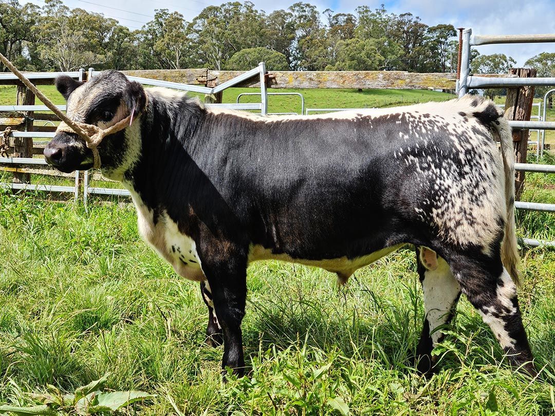 alinjarra speckle park