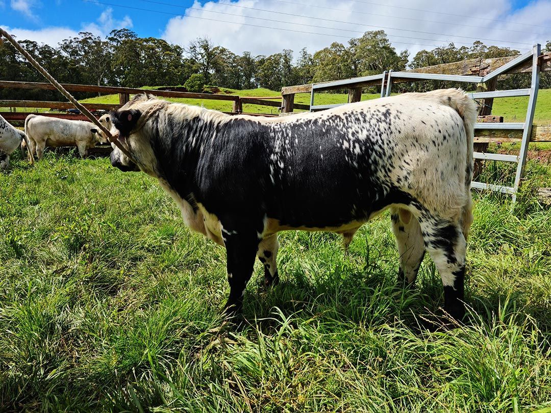 alinjarra speckle park