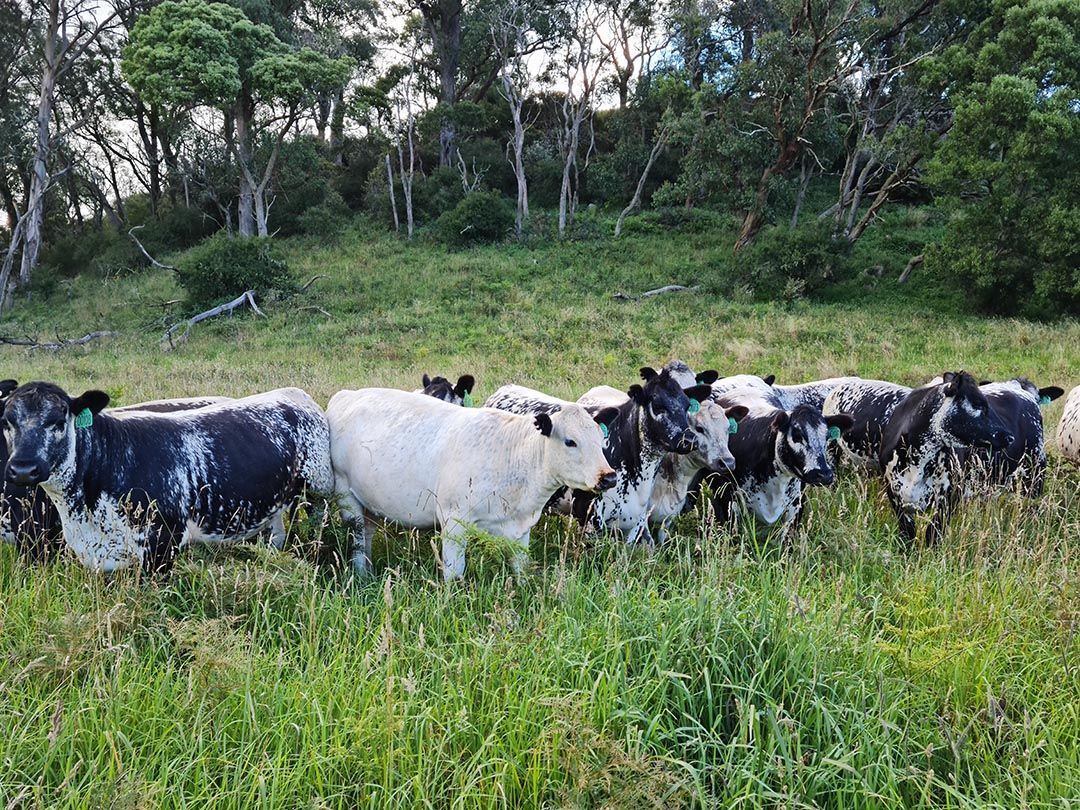 alinjarra speckle park