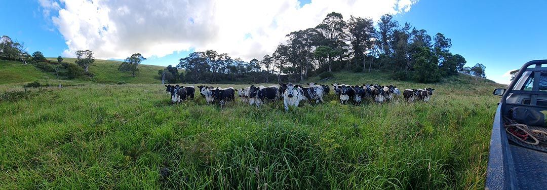 alinjarra speckle park