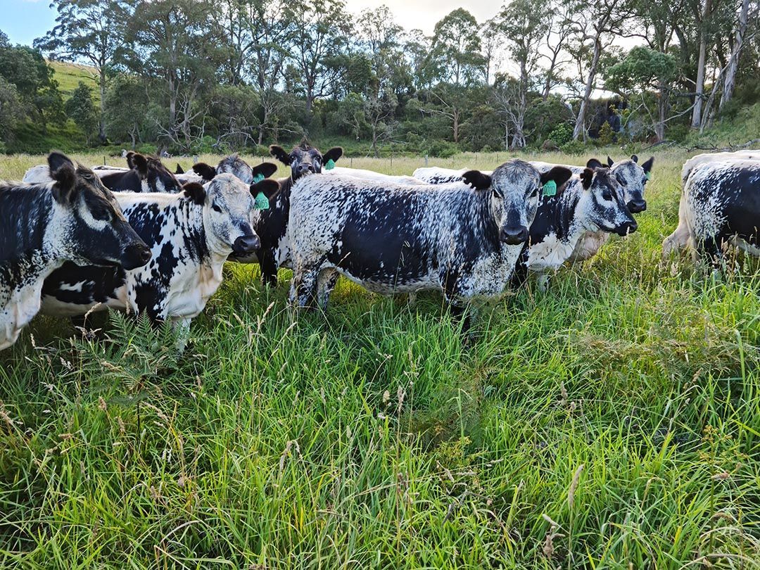 alinjarra speckle park