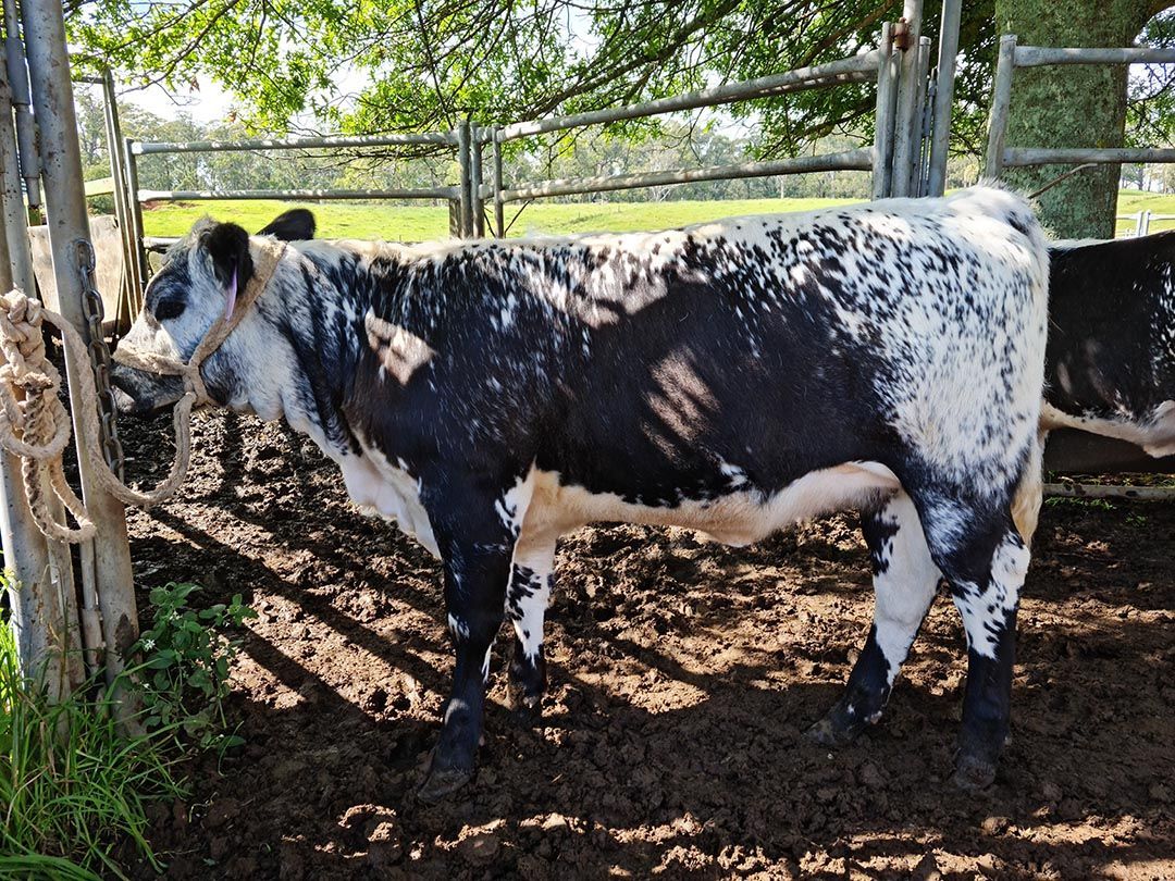 alinjarra speckle park