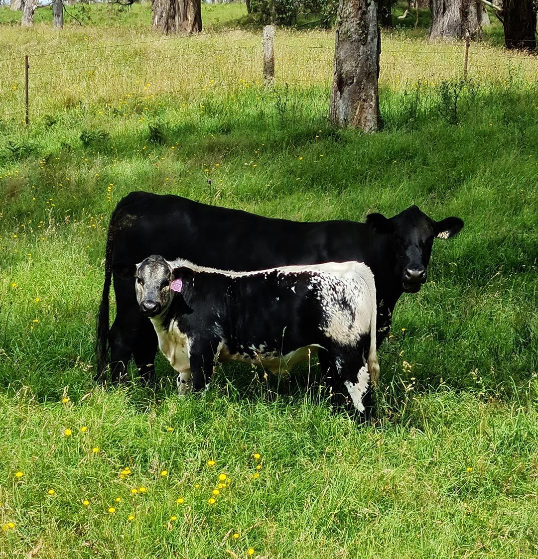 alinjarra speckle park