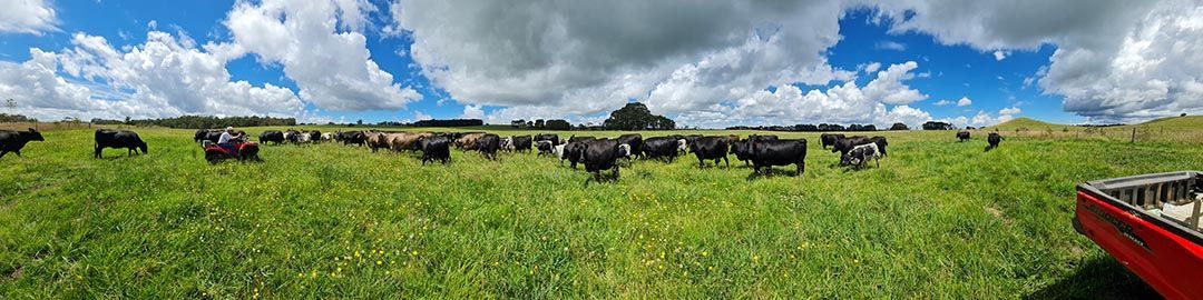 alinjarra speckle park