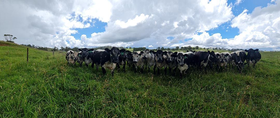 alinjarra speckle park