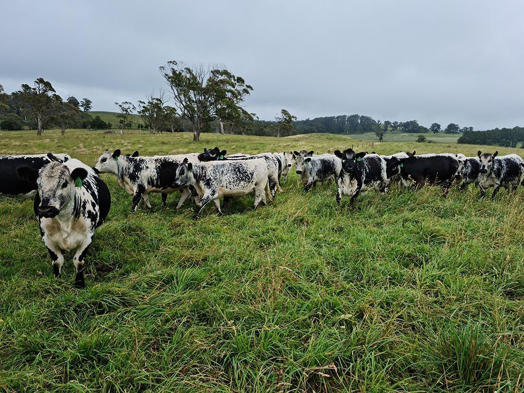 alinjarra speckle park