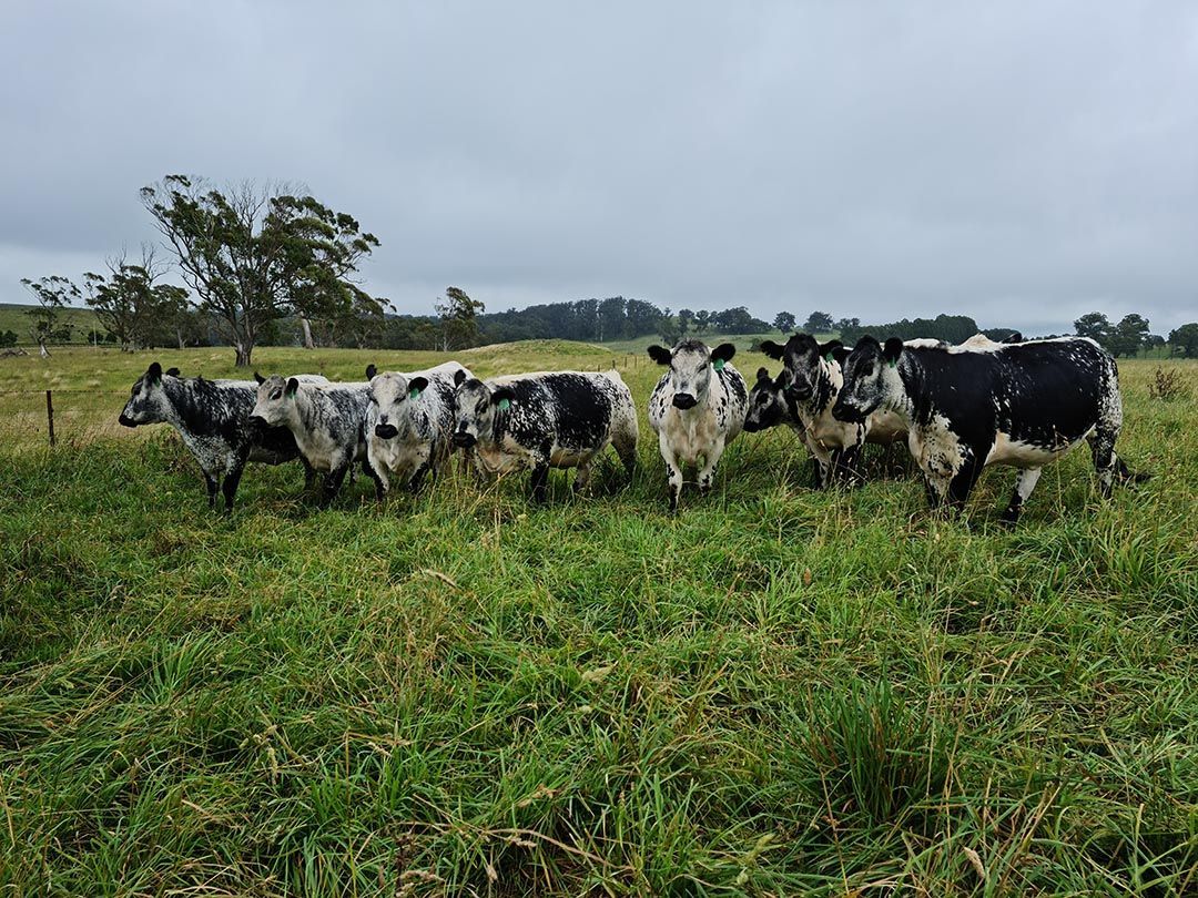 alinjarra speckle park