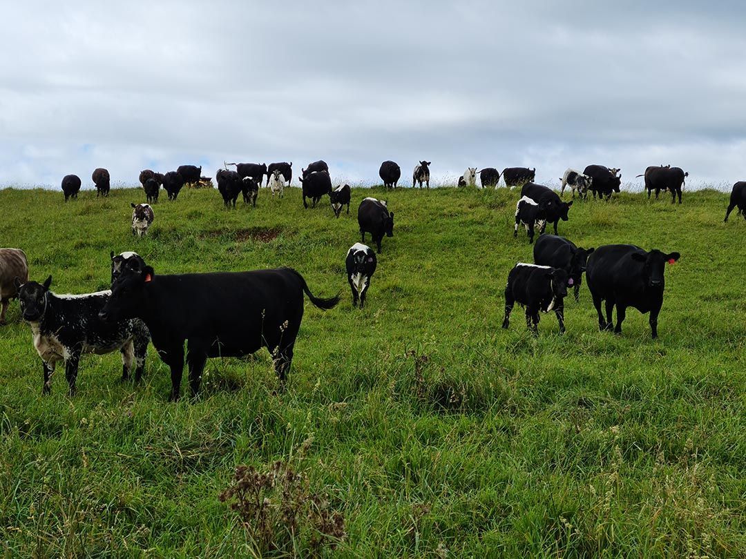 alinjarra speckle park