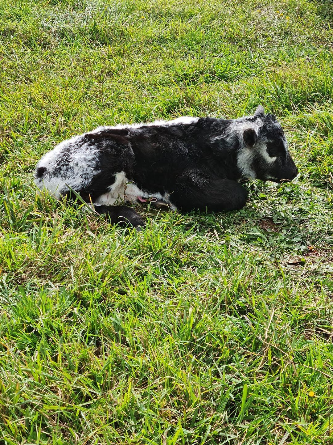 alinjarra speckle park