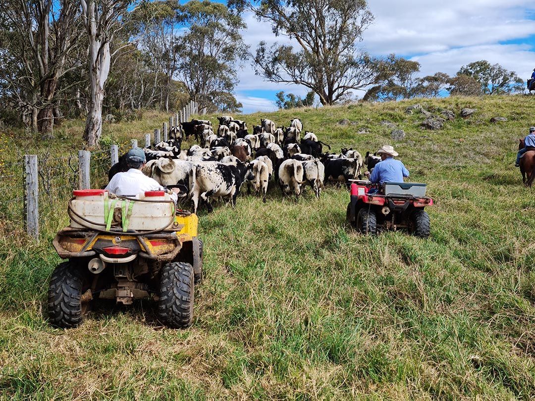 alinjarra speckle park