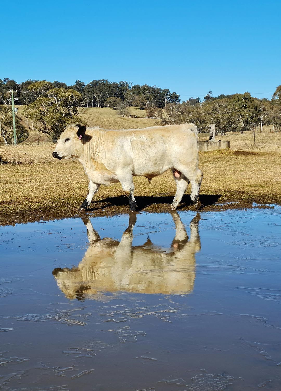 alinjarra speckle park