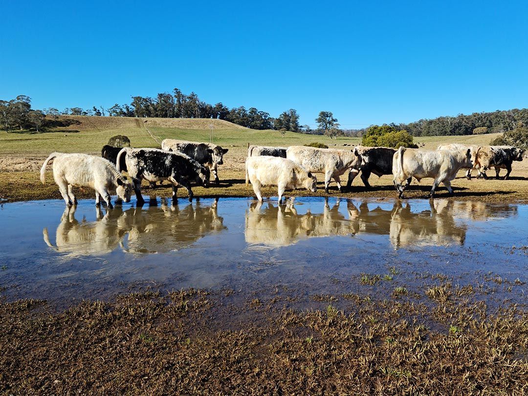 alinjarra speckle park