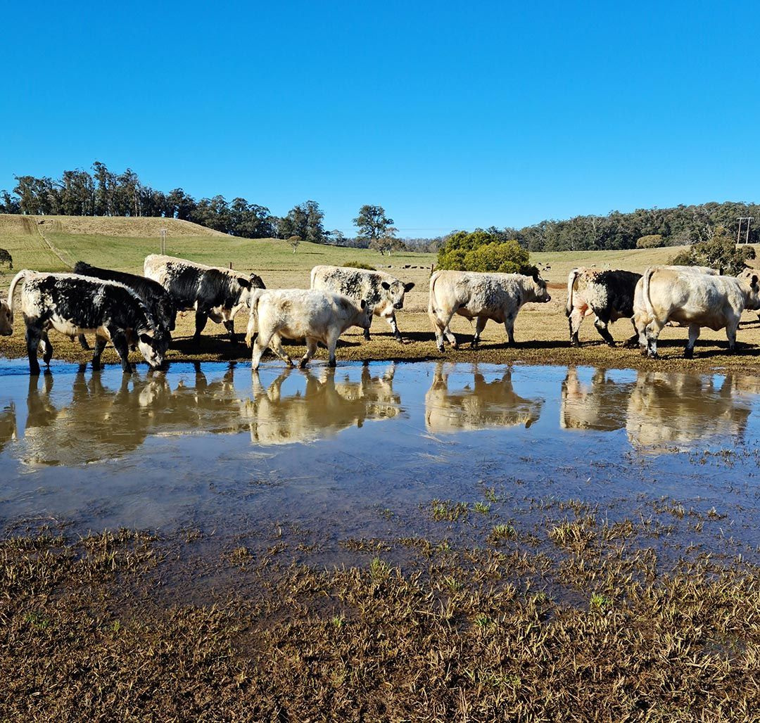alinjarra speckle park
