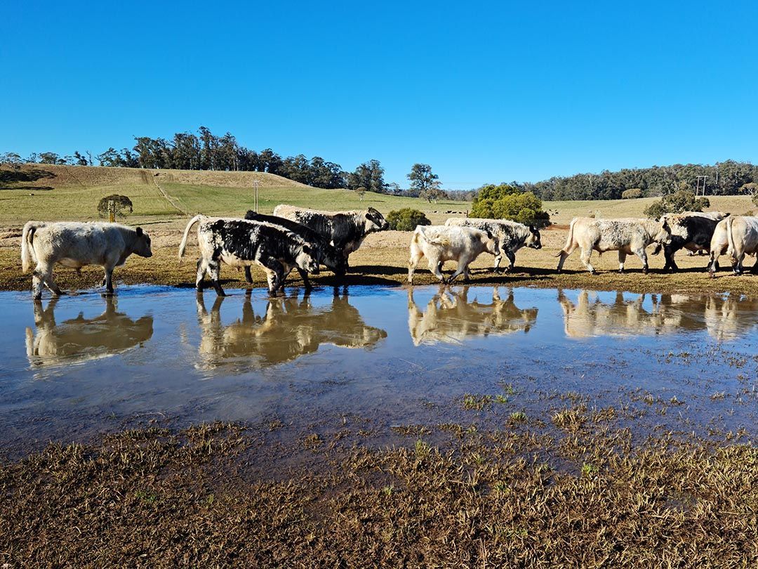 alinjarra speckle park