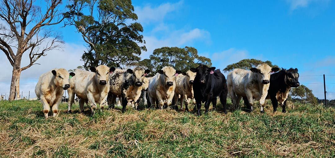 alinjarra speckle park