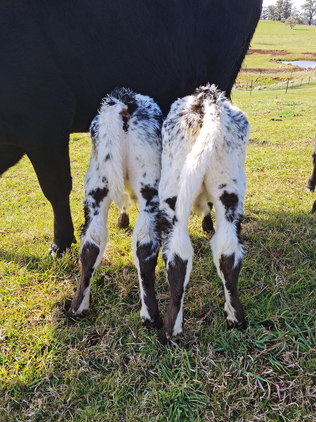 alinjarra speckle park