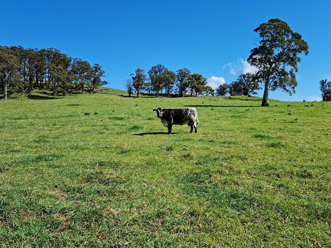 alinjarra speckle park