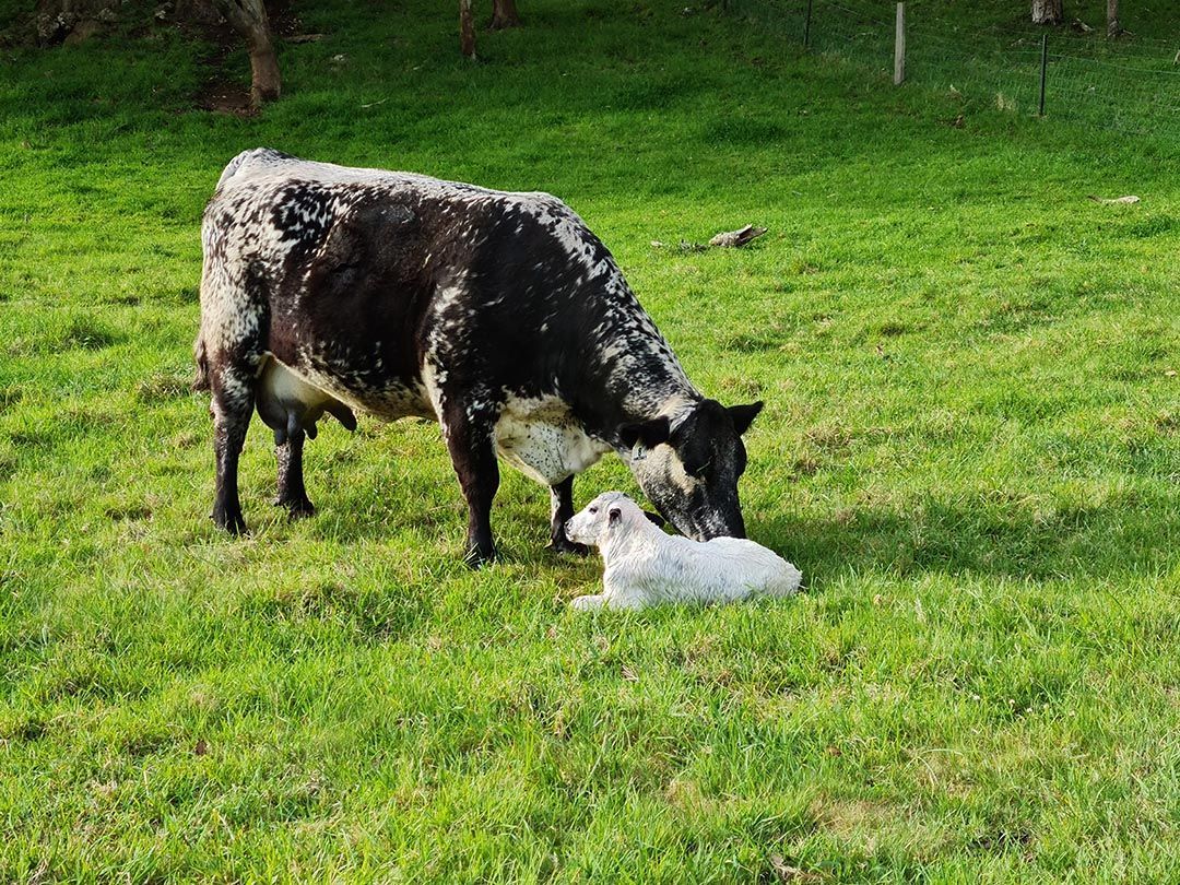 alinjarra speckle park