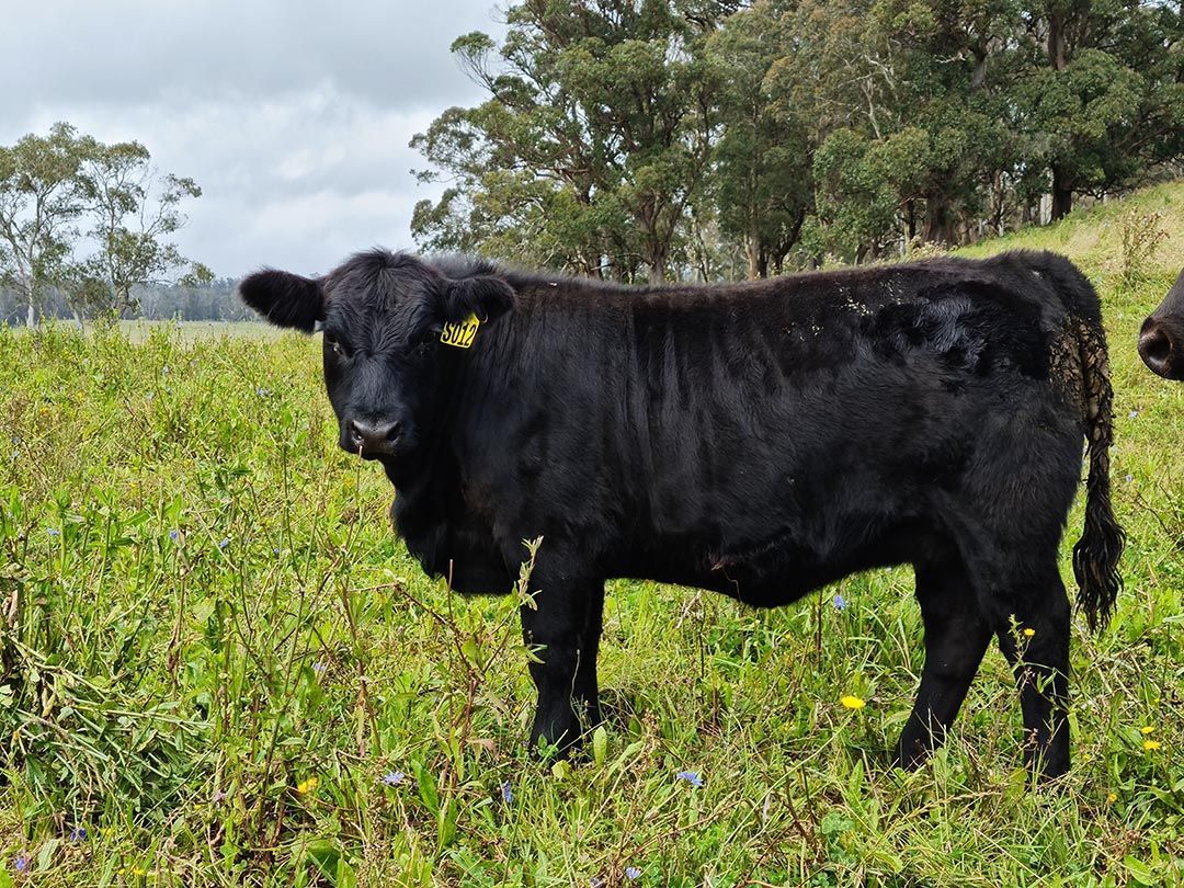 alinjarra speckle park