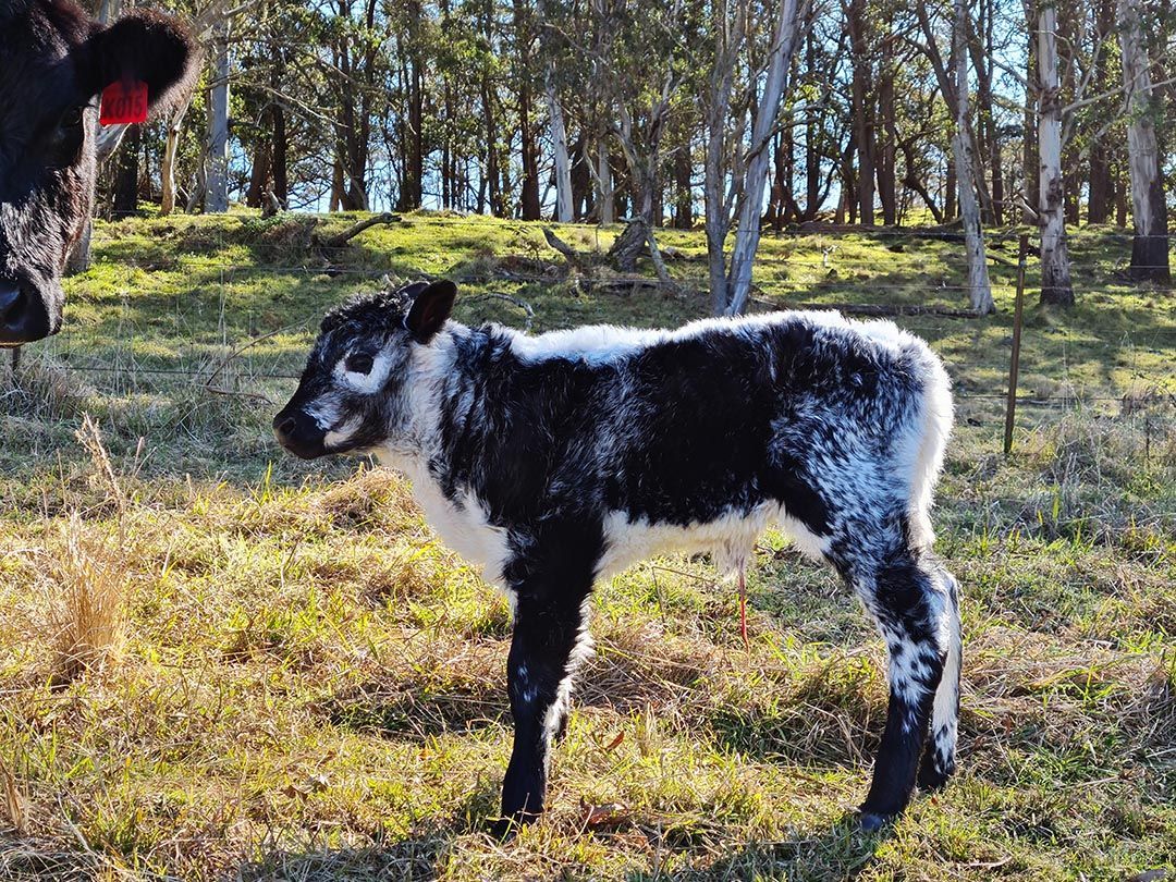 alinjarra speckle park