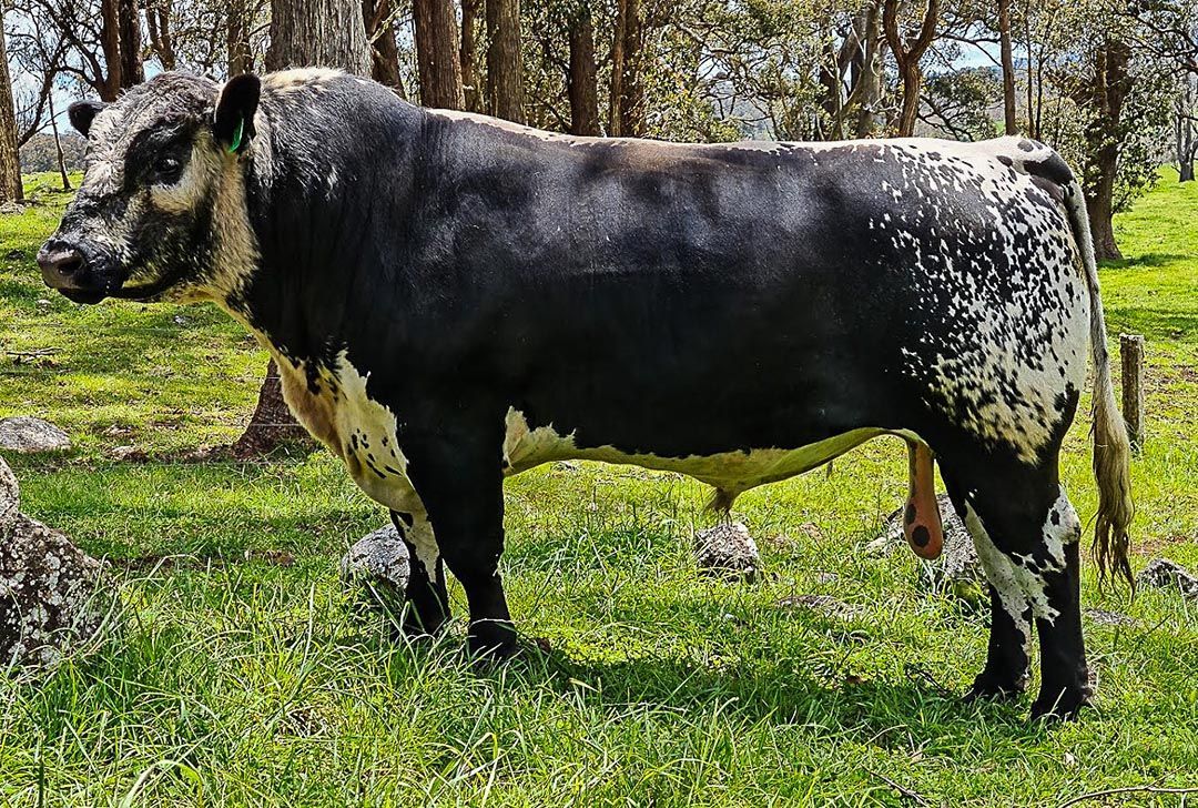 alinjarra speckle park