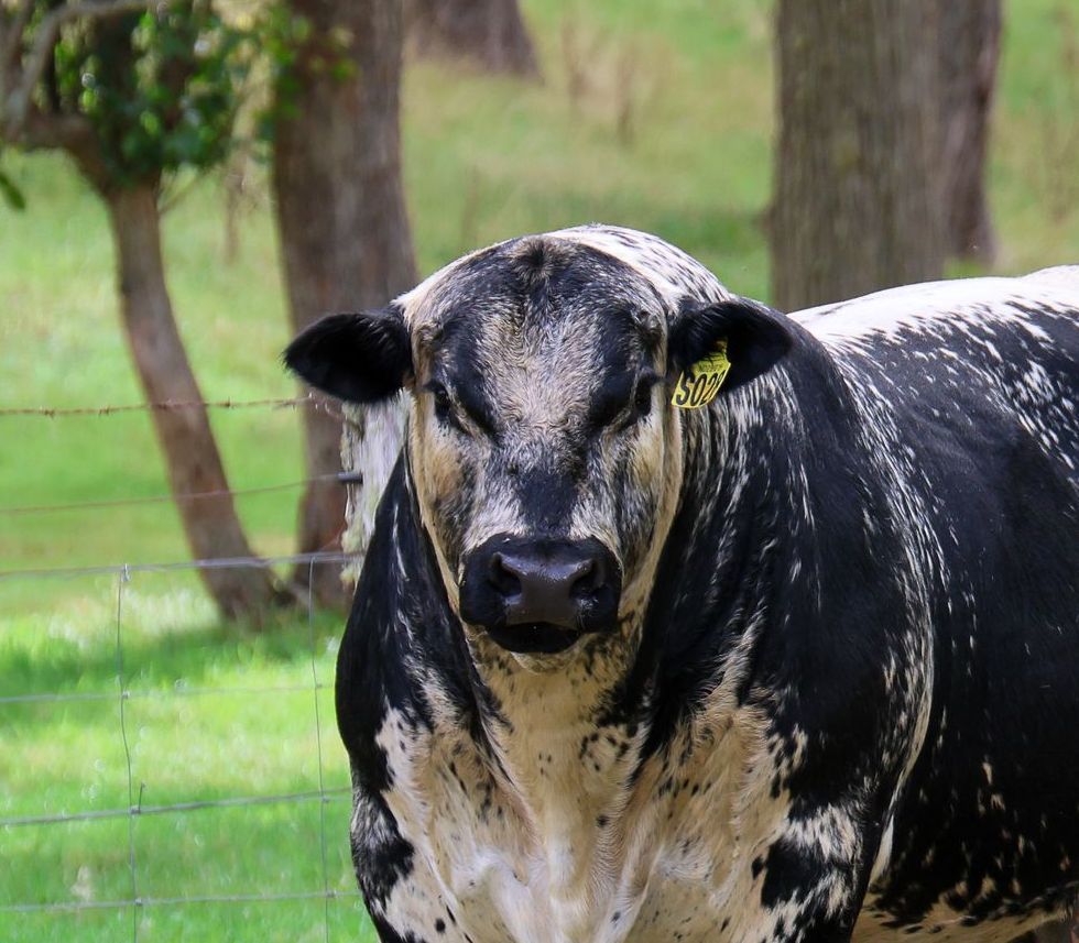 Alinjarra Speckle Park