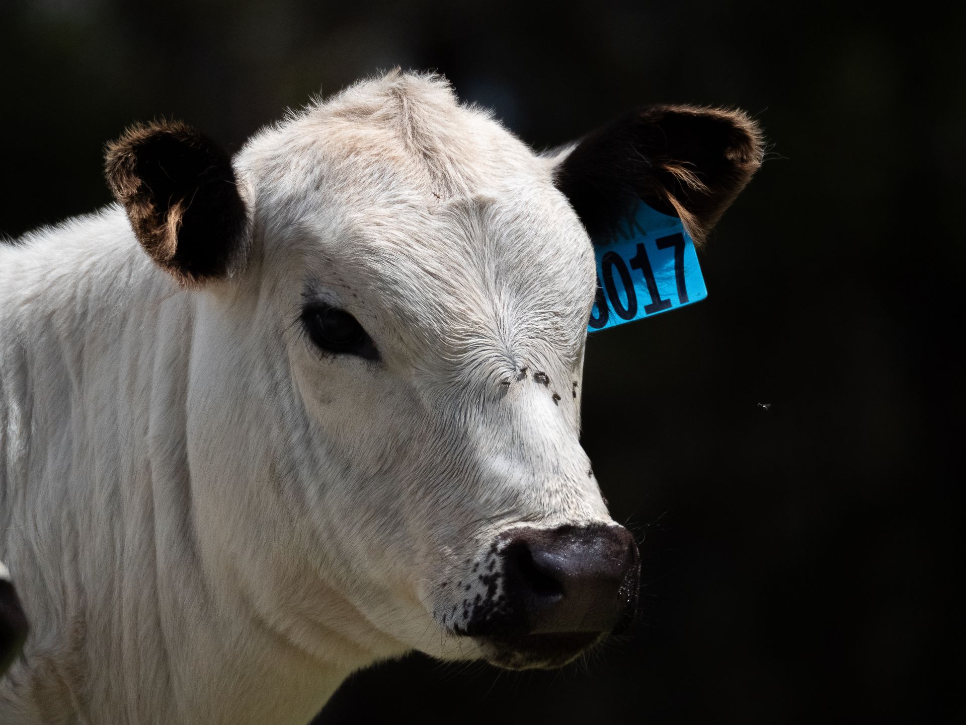 Alinjarra Speckle Park