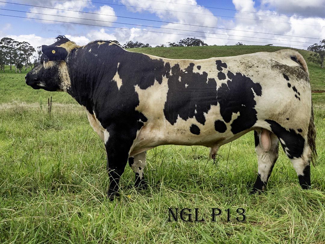 alinjarra speckle park