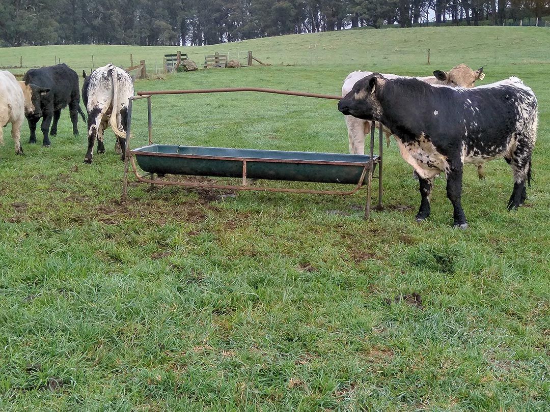 alinjarra speckle park